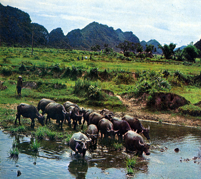 Три четверти поверхности Вьетнама занимают горы. Горный пейзаж с буйволами