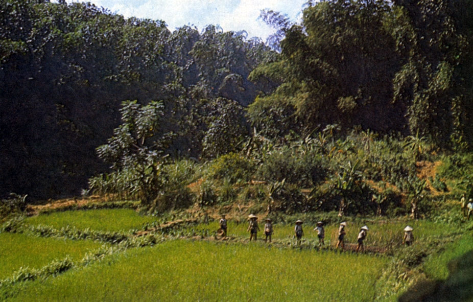 Рисовое поле на равнинах Бакбо