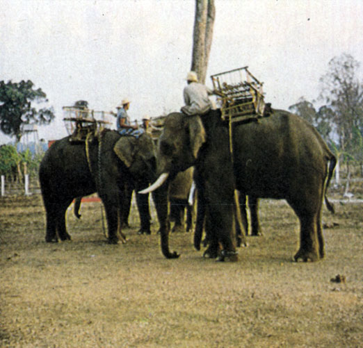 Слонов используют для переноски грузов