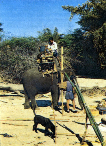 Прирученные слоны используются как средство транспорта
