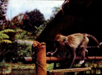 Маленьких обезьянок нередко приручают и держат в домах