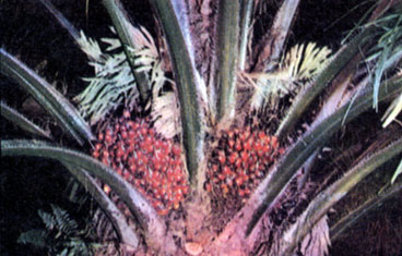 Масличная пальма. Плоды