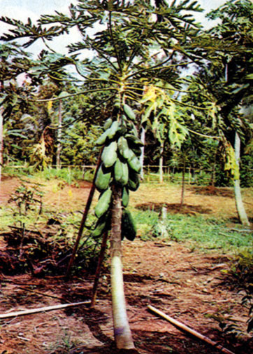 Так растет папайя - дынное дерево