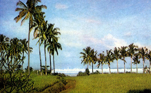 Кокосовые пальмы на берегу океана