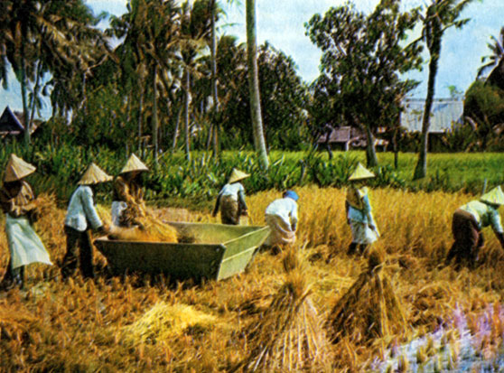 Рис - главная культура в крестьянском хозяйстве. Обмолот риса