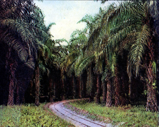 Самые большие плантации масличной пальмы находятся на Северной Суматре