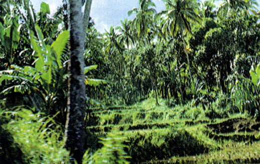 Леса - одно из основных природных богатств страны