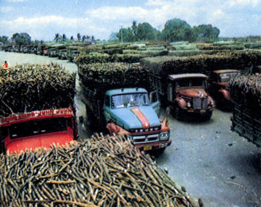 Транспортировка сахарного тростника